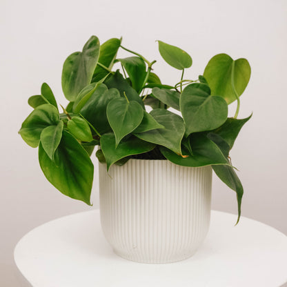 The Heart — Heartleaf Philodendron