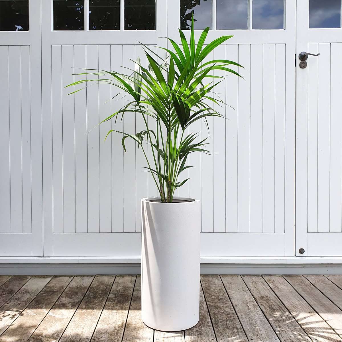 The Kentia — Kentia Palm