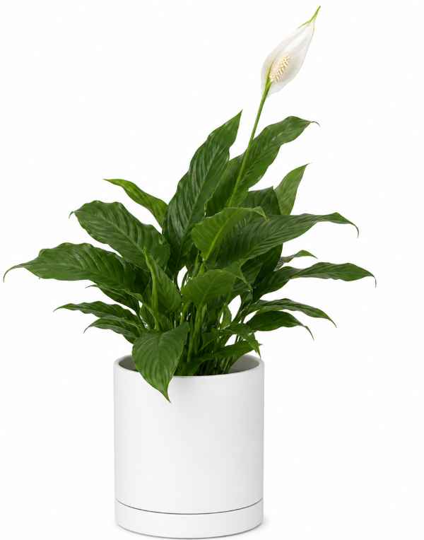 The Sensation — Peace Lily Sensation