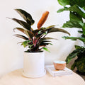 The Congo — Philodendron Congo