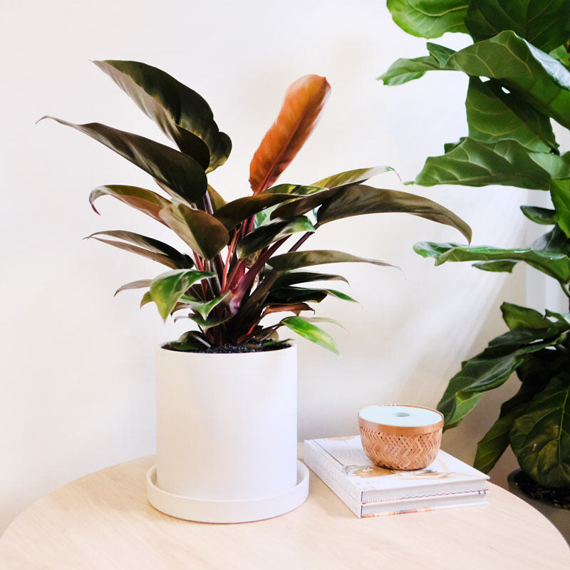 The Congo — Philodendron Congo
