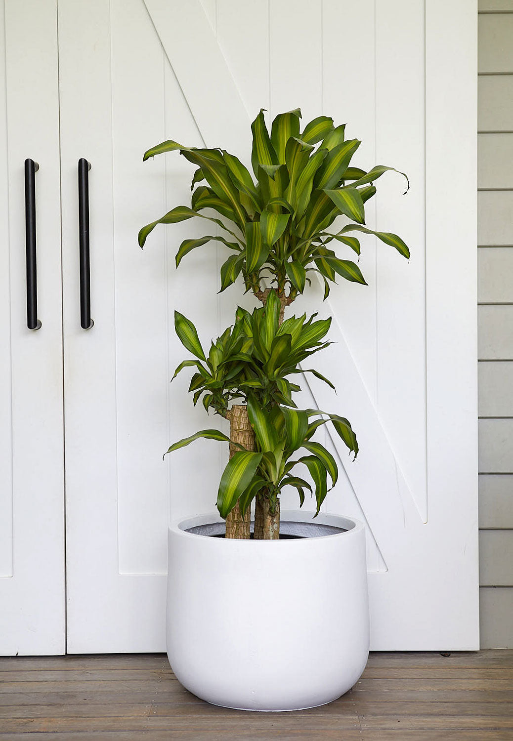 The Happy One — Happy Plant