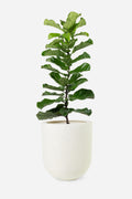 The Muse — Fiddle Leaf Fig