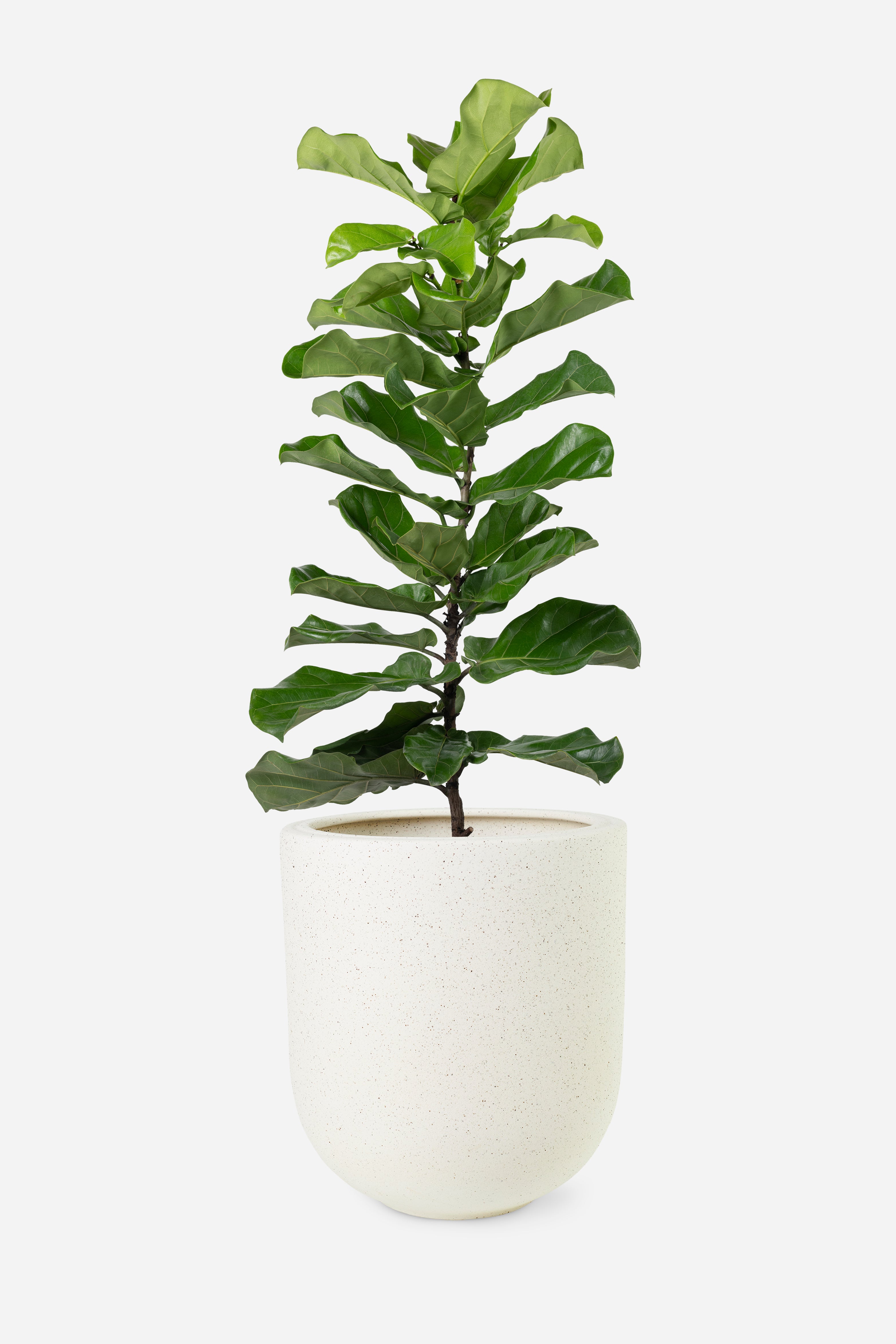 The Muse — Fiddle Leaf Fig