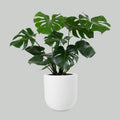 The Icon — Monstera Deliciosa