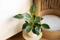 The Birkin — Philodendron Birkin