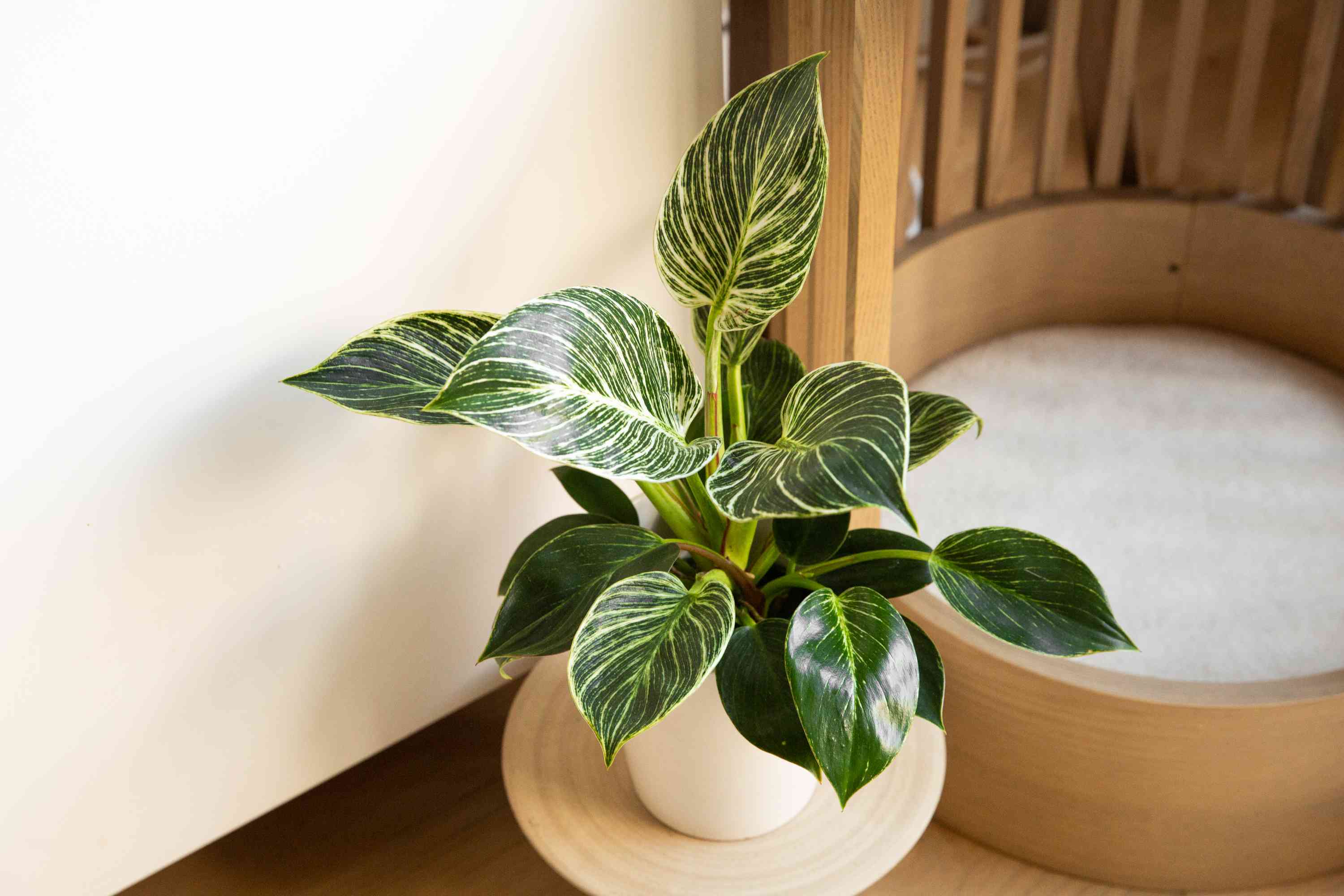 The Birkin — Philodendron Birkin