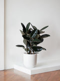 The Burgundy — Rubber Plant