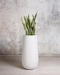The Sculptor — Snake Plant