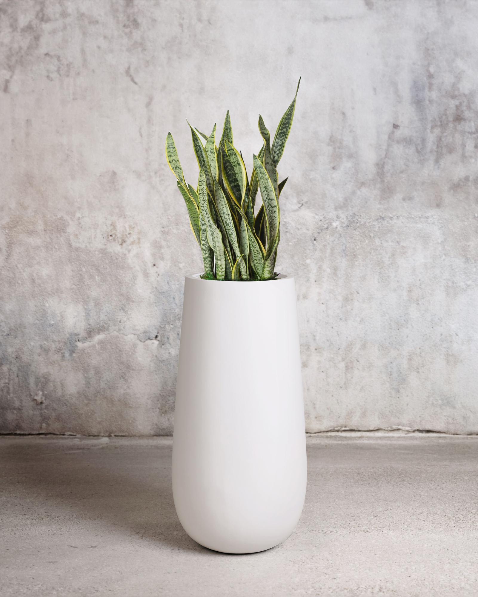 The Sculptor — Snake Plant
