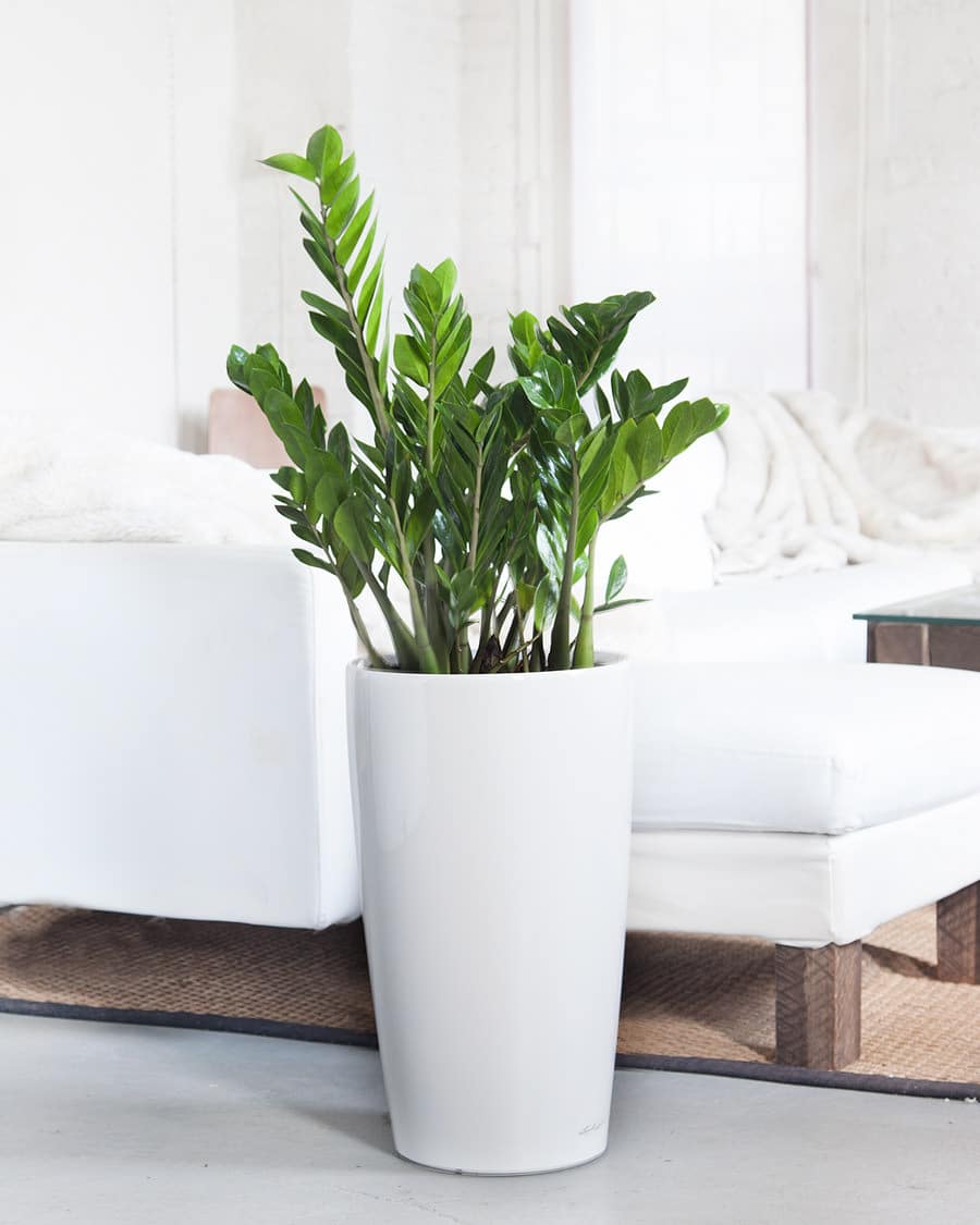 The Zanzibar — ZZ Plant